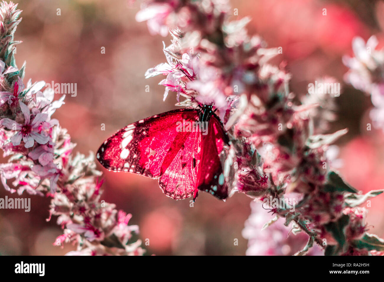 Butterfly sitting on a flower Stock Photo - Alamy