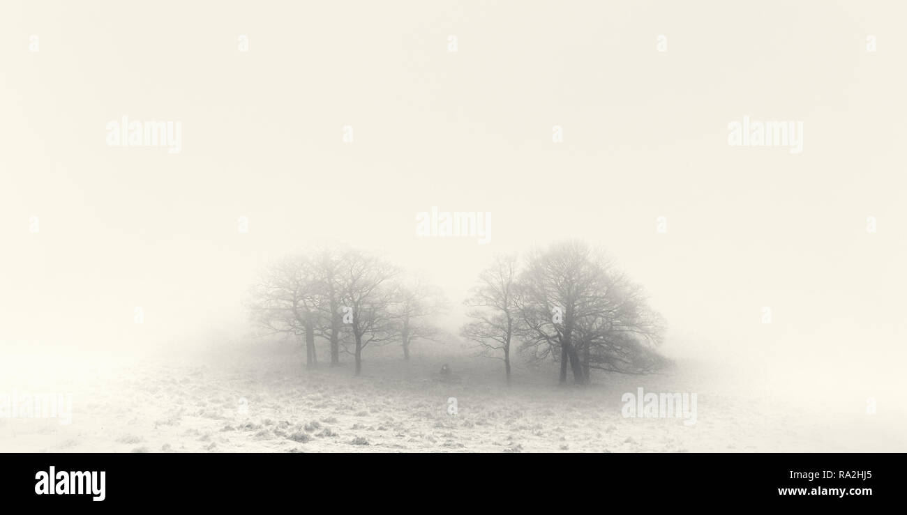 A small copse of trees in the fog, black and white. Stock Photo