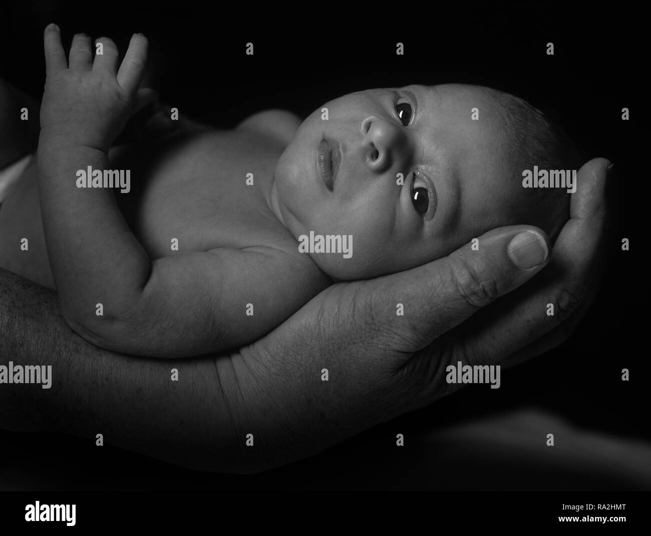 Newborn in the grasp of very large hands staring at the camera Stock Photo