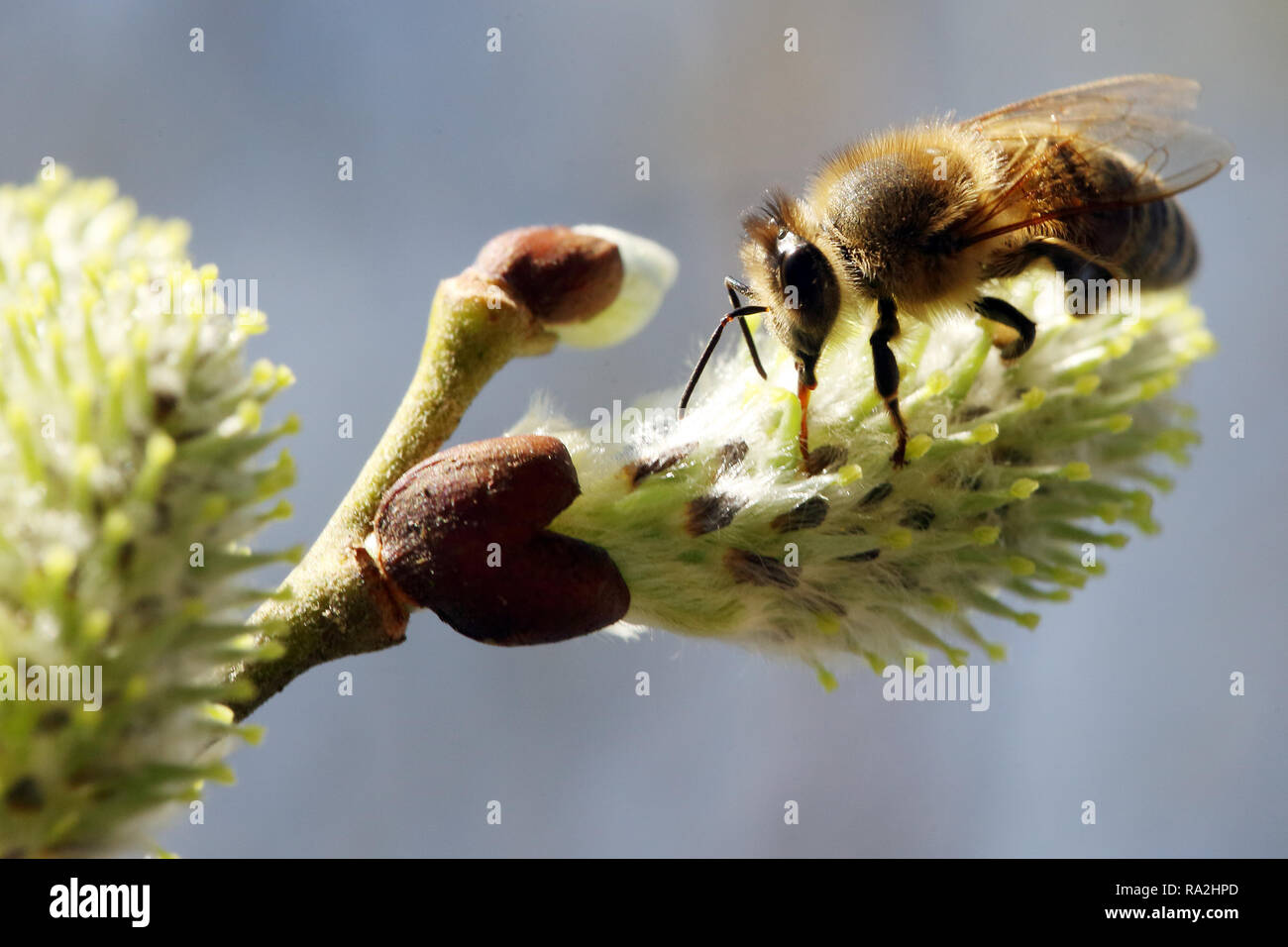 08.04.2018, Brandenburg, Briescht, Deutschland, Europaeische Honigbiene sammelt Nektar aus einem bluehenden Weidenkaetzchen der Salweide. 00S180408D26 Stock Photo