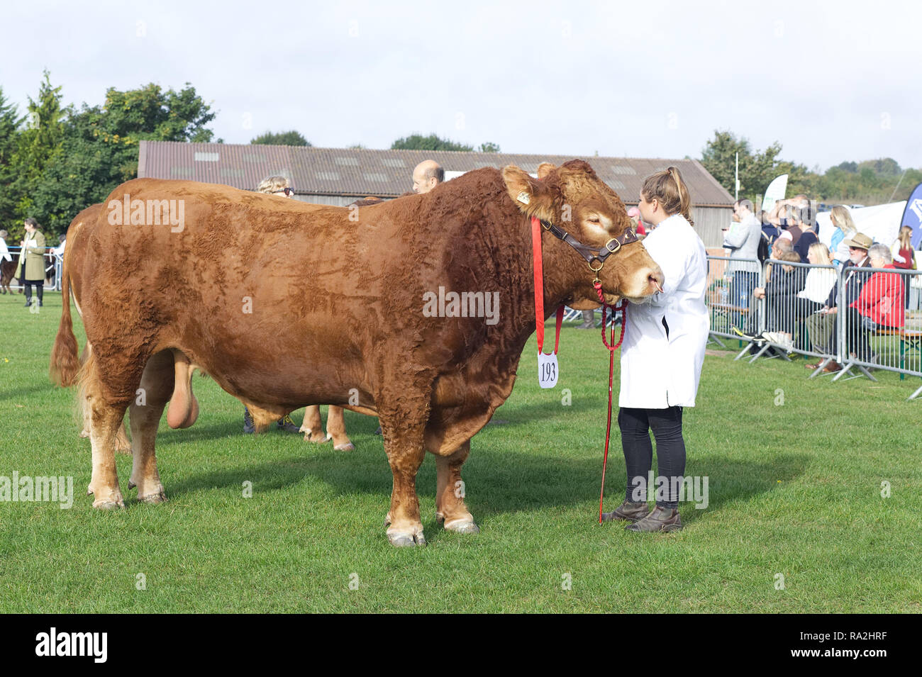 Best in show, South Devon bull Stock Photo