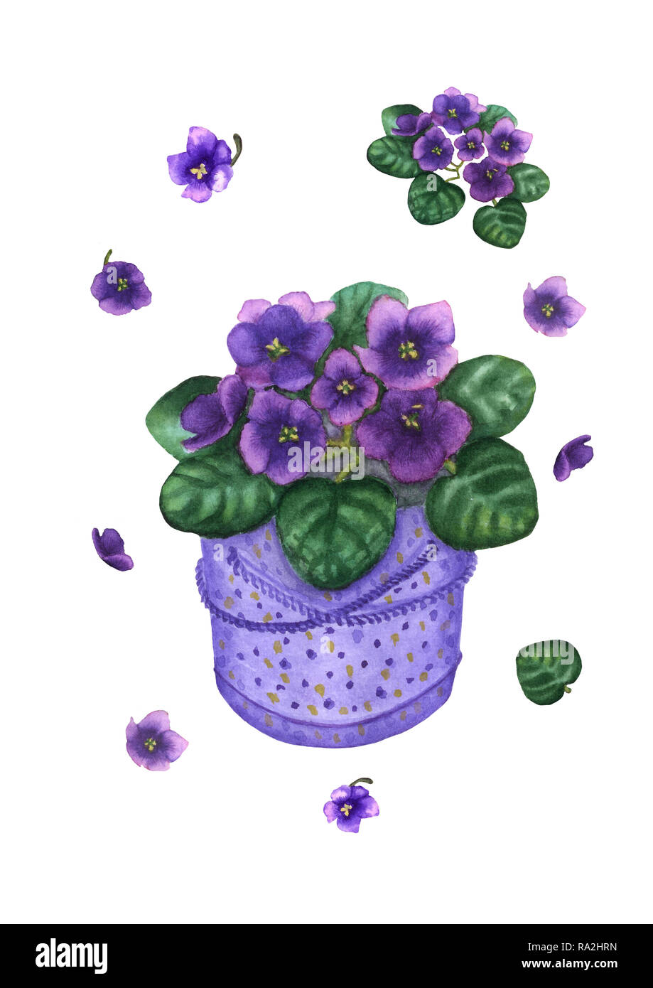 Hand drawn watercolor violet viola plant in dotted gift box. Vintage