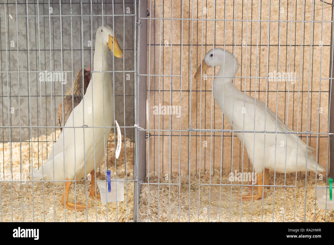 Indian Runner ducks in a cage Stock Photo