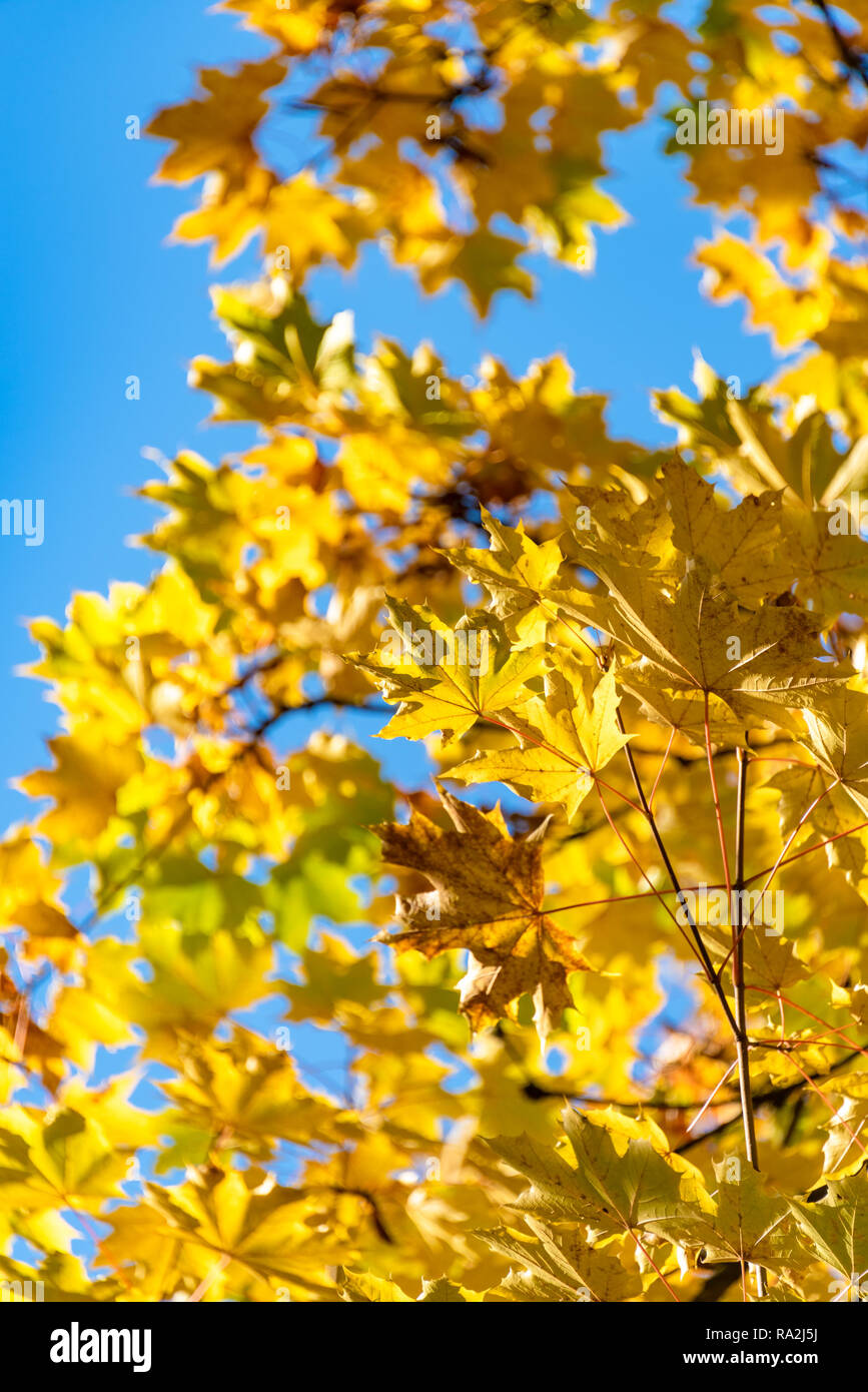 Yellow Fall Maple Leafs Illuminated By Sun Natural Background