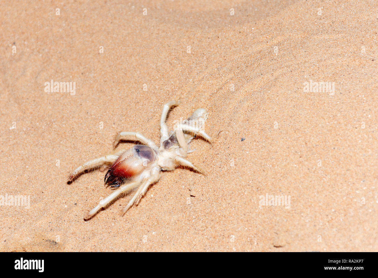 A camel spider patrols the sand in the Ras al Khaimah desert. Stock Photo