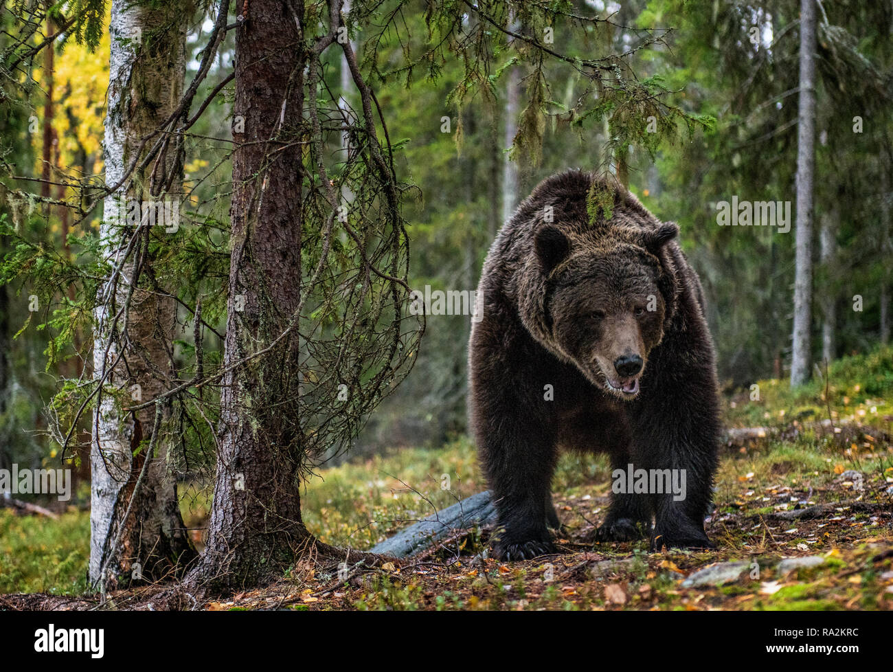 Brown bear in the autumn forest. Scientific name: Ursus arctos. Natural habitat. Stock Photo
