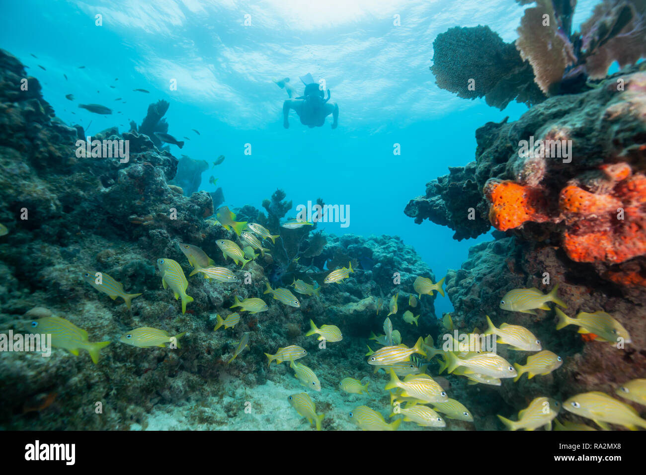 Adventurous girl snorkeling in the ocean coral reef. Located near Key