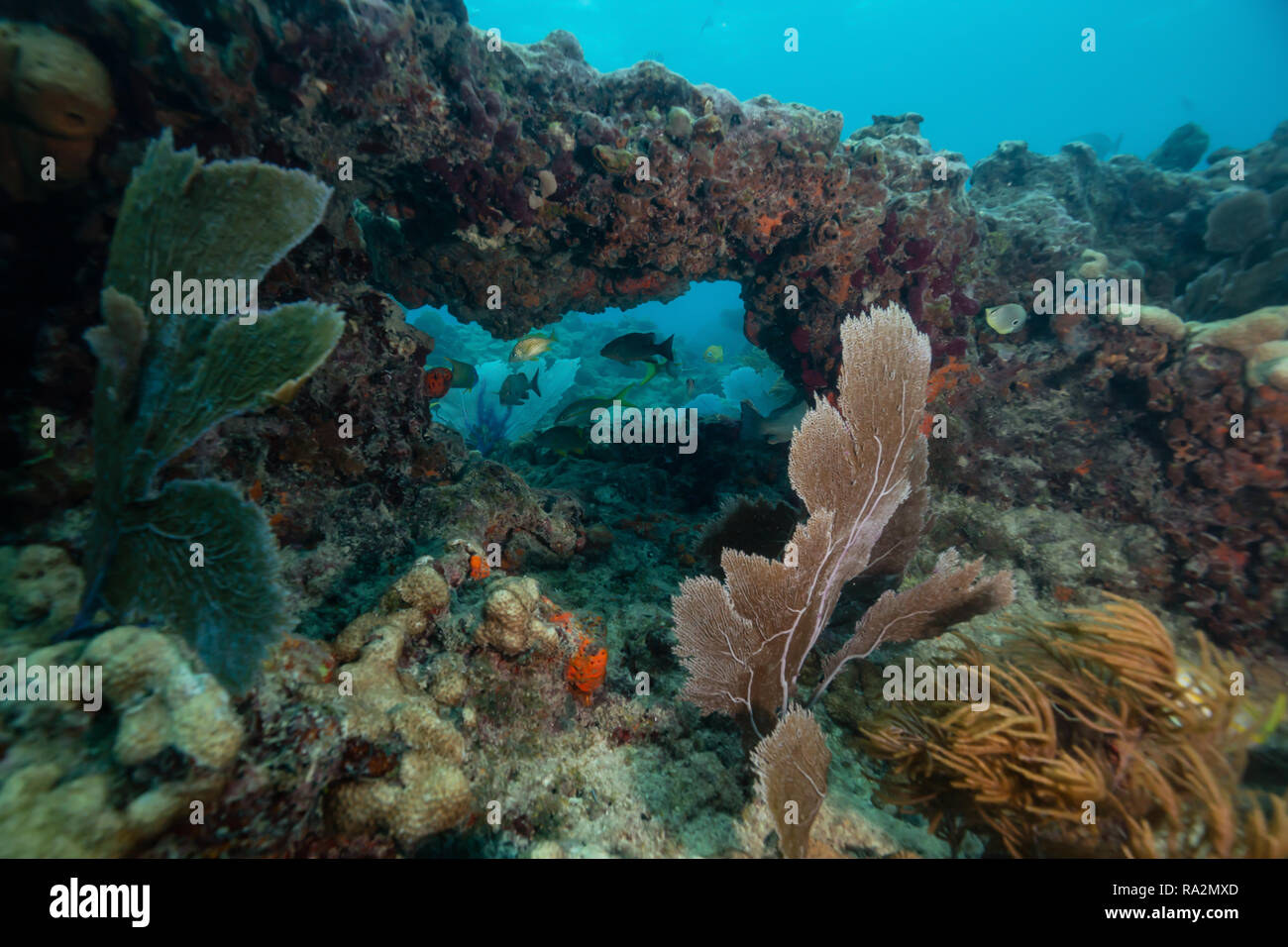 Coral reef key west hires stock photography and images Alamy