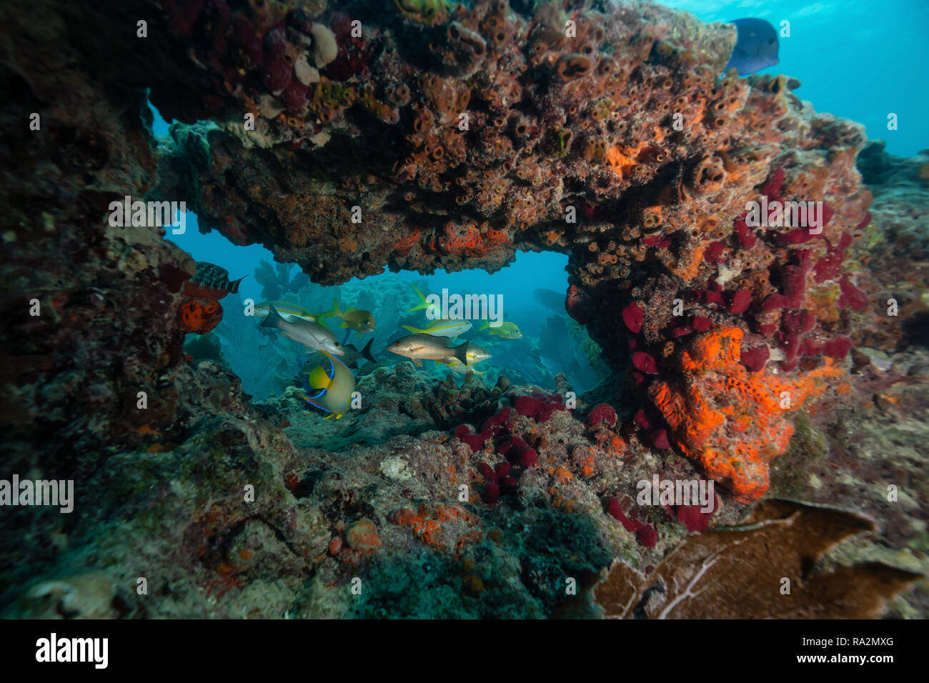 Key west coral reef hires stock photography and images Alamy