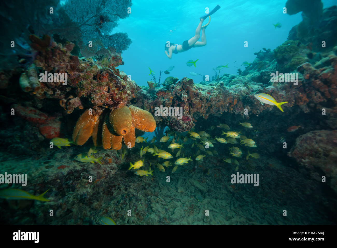 Key west coral reef hires stock photography and images Alamy