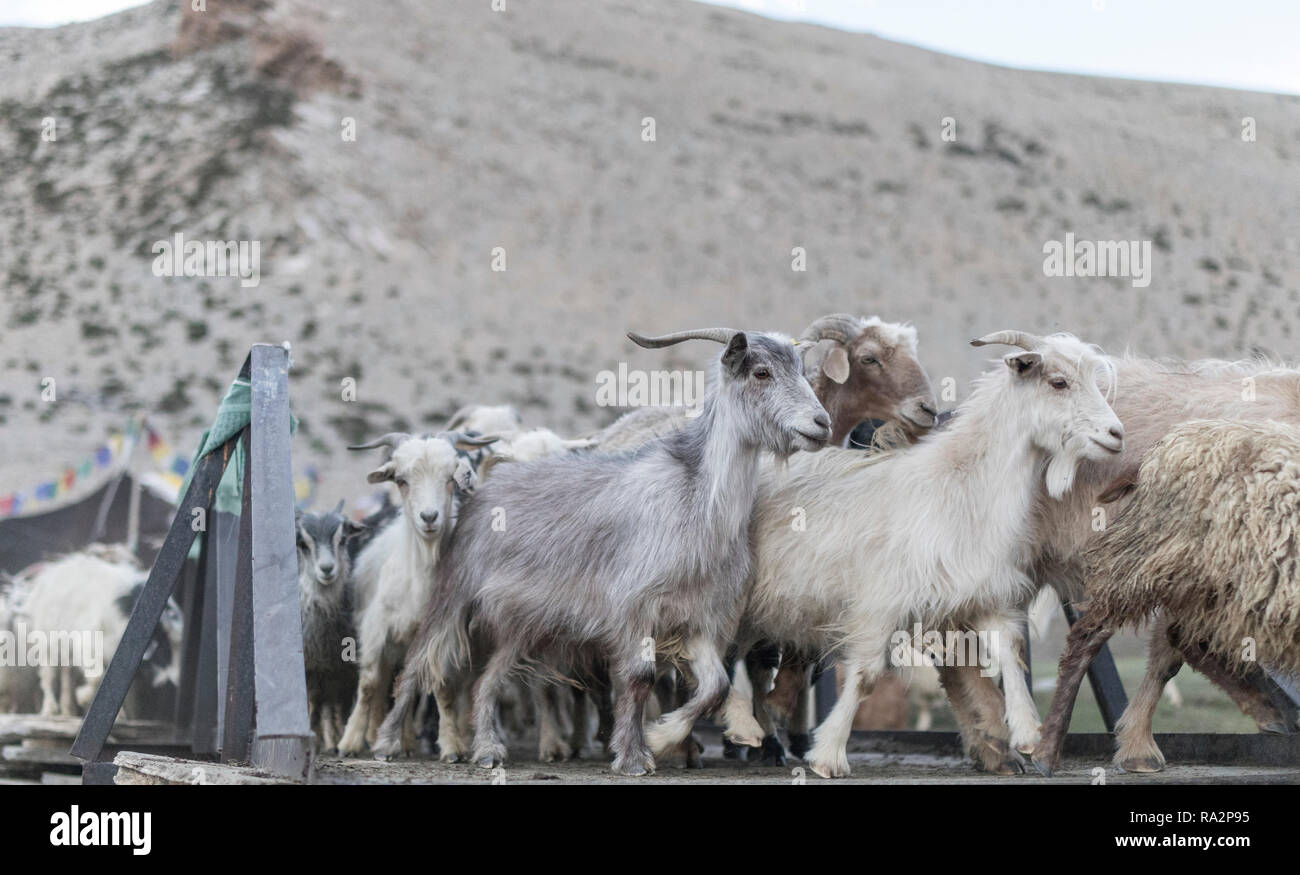 Pashmina goats in a nomad village (4.600 m) in the large Changtang area, Ladakh, Jammu and Kashmir, India, July 30, 2018. (CTK Photo/Karel Picha) Stock Photo