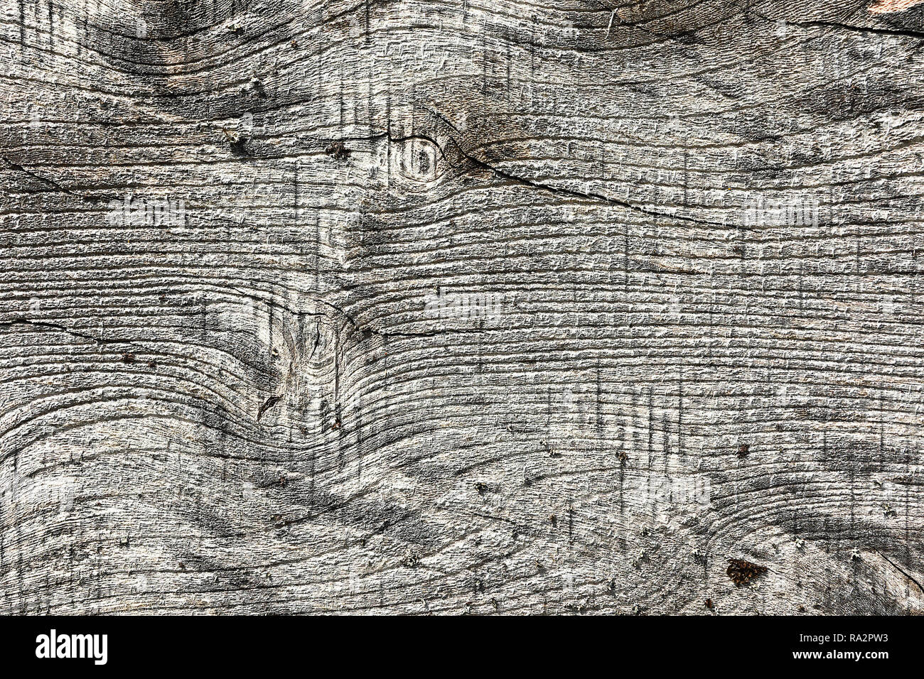elm wood board texture, old wooden plank ( Ulmus procera ) Stock Photo