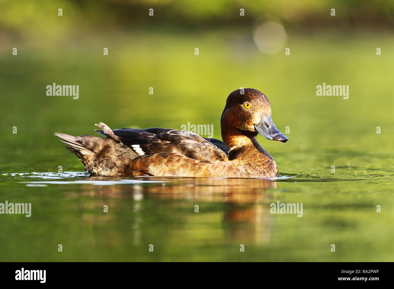 female tufted duck floating on water surface ( Aythya fuligula ) Stock Photo