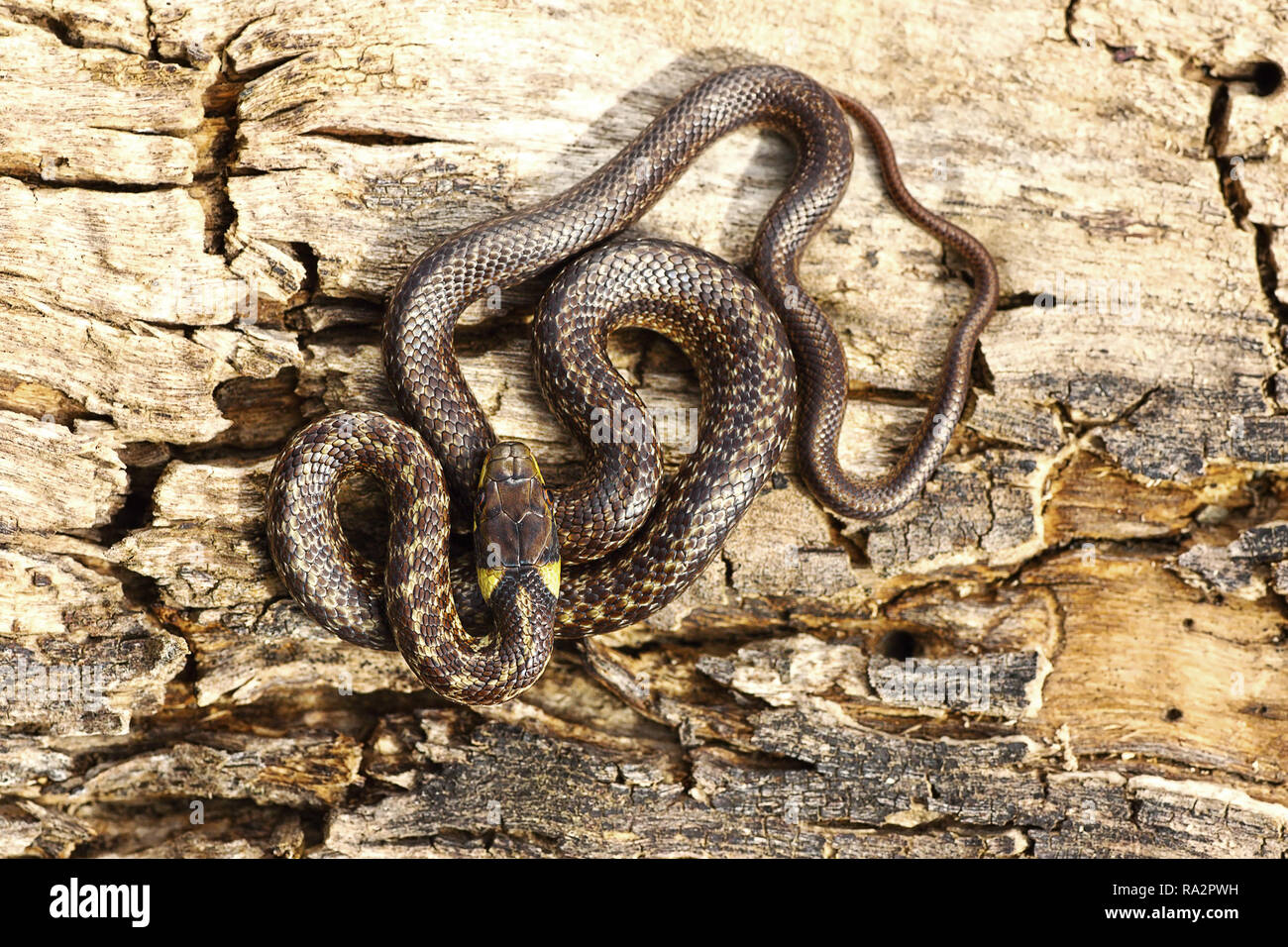 full length juveline aesculapian snake basking on wood stump ( Zamenis longissimus ) Stock Photo