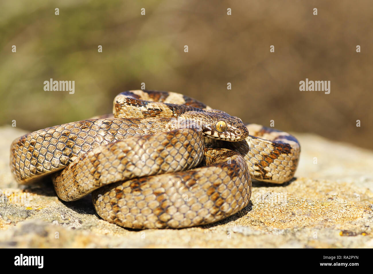 full length juvenile cat snake basking on a rock in natural environment  ( Telescopus fallax ) Stock Photo