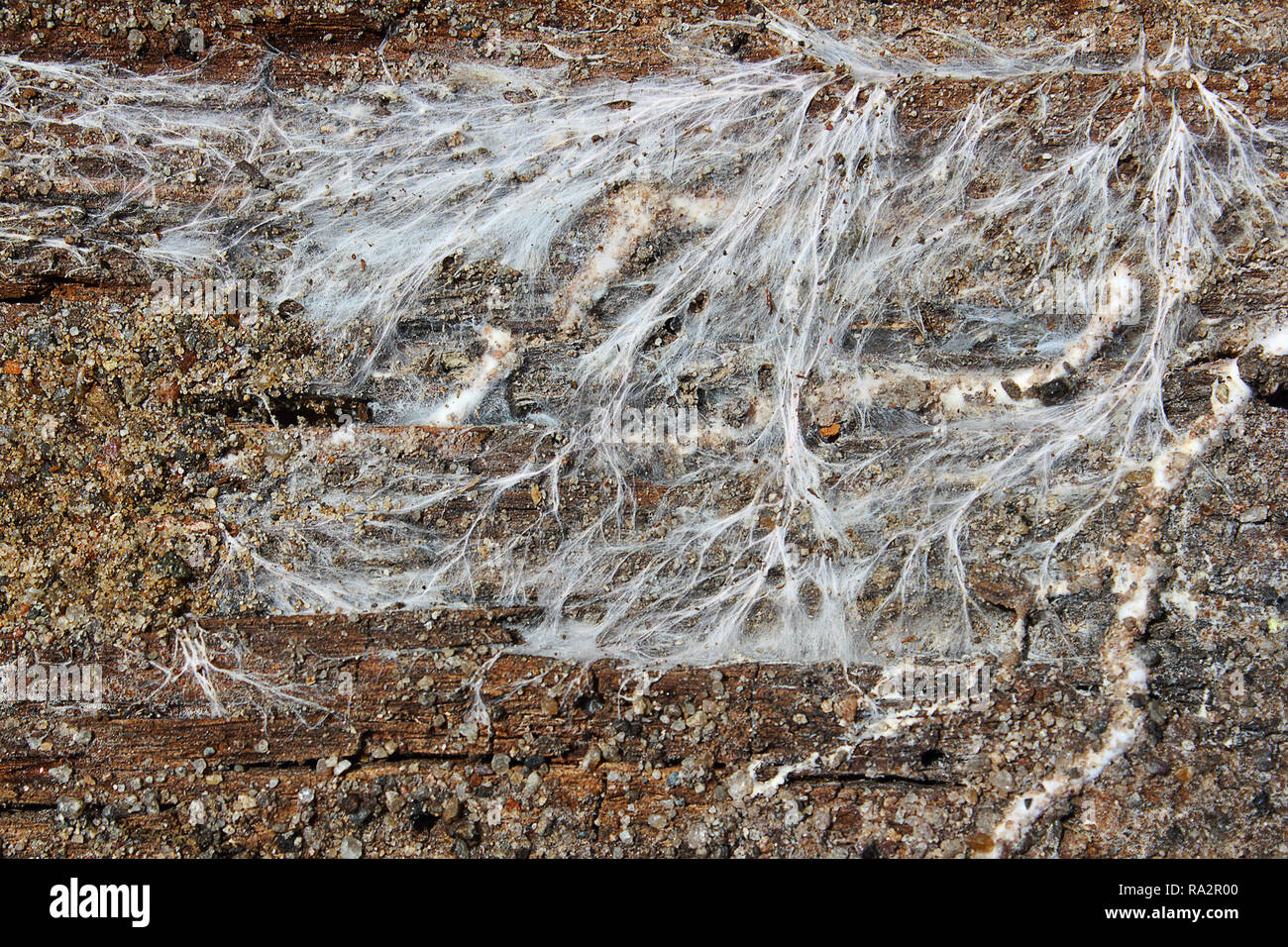 fungus mycelium decaying wood beam (dry rot, Serpula lacrymans and mine