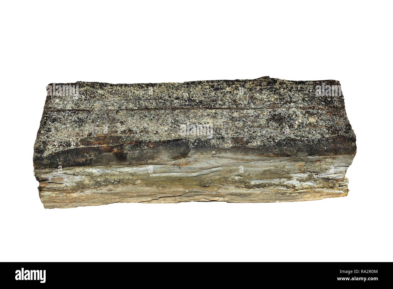piece of wood from a house decayed by dry rot isolated over white background ( Serpula lacrymans syn Merulius lacrymans ) Stock Photo