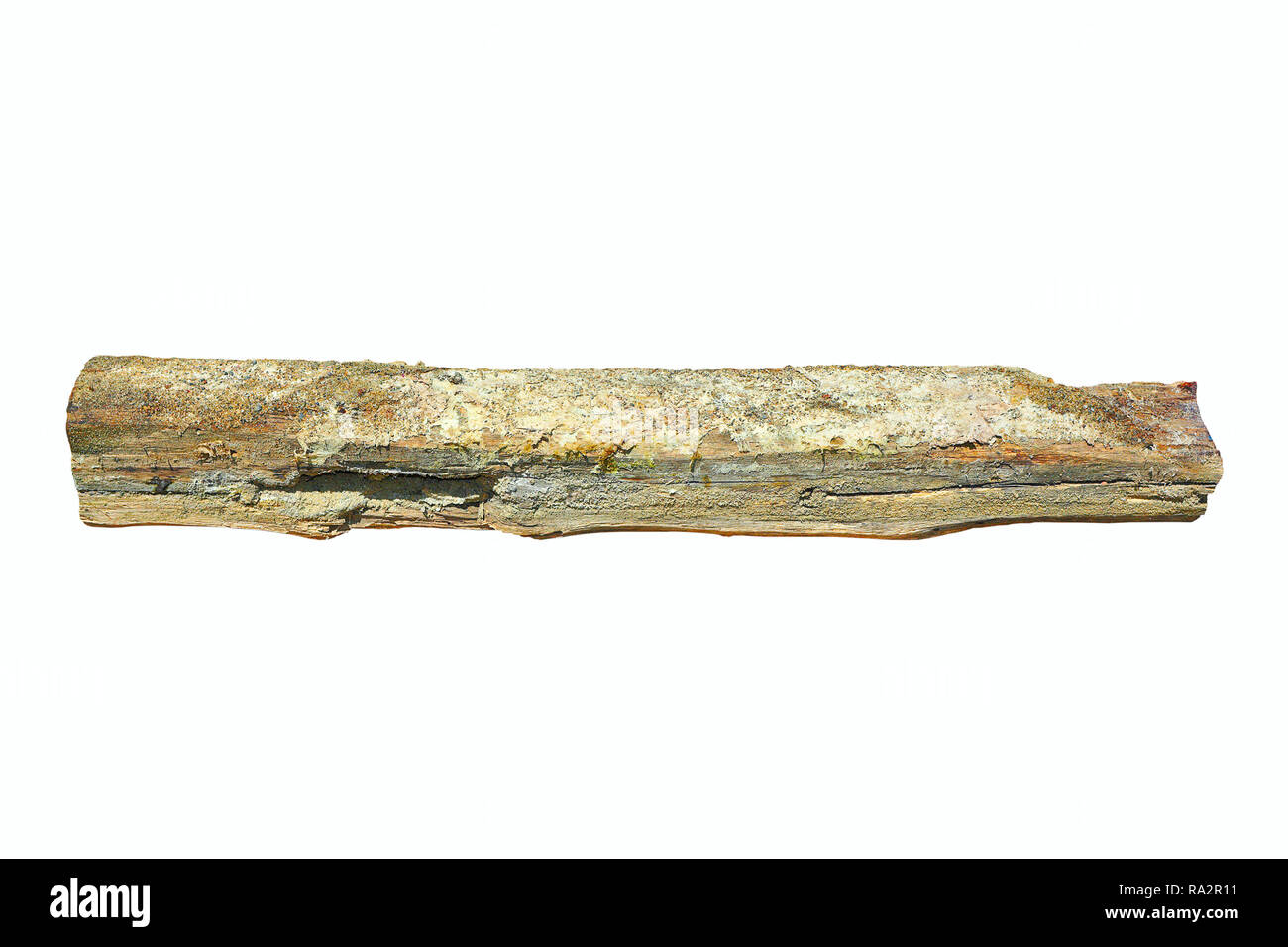 isolated wooden beam attacked by dry rot ( Serpula lacrymans syn Merulius lacrymans ); this piece of wood was removed from an old damp house, and it i Stock Photo