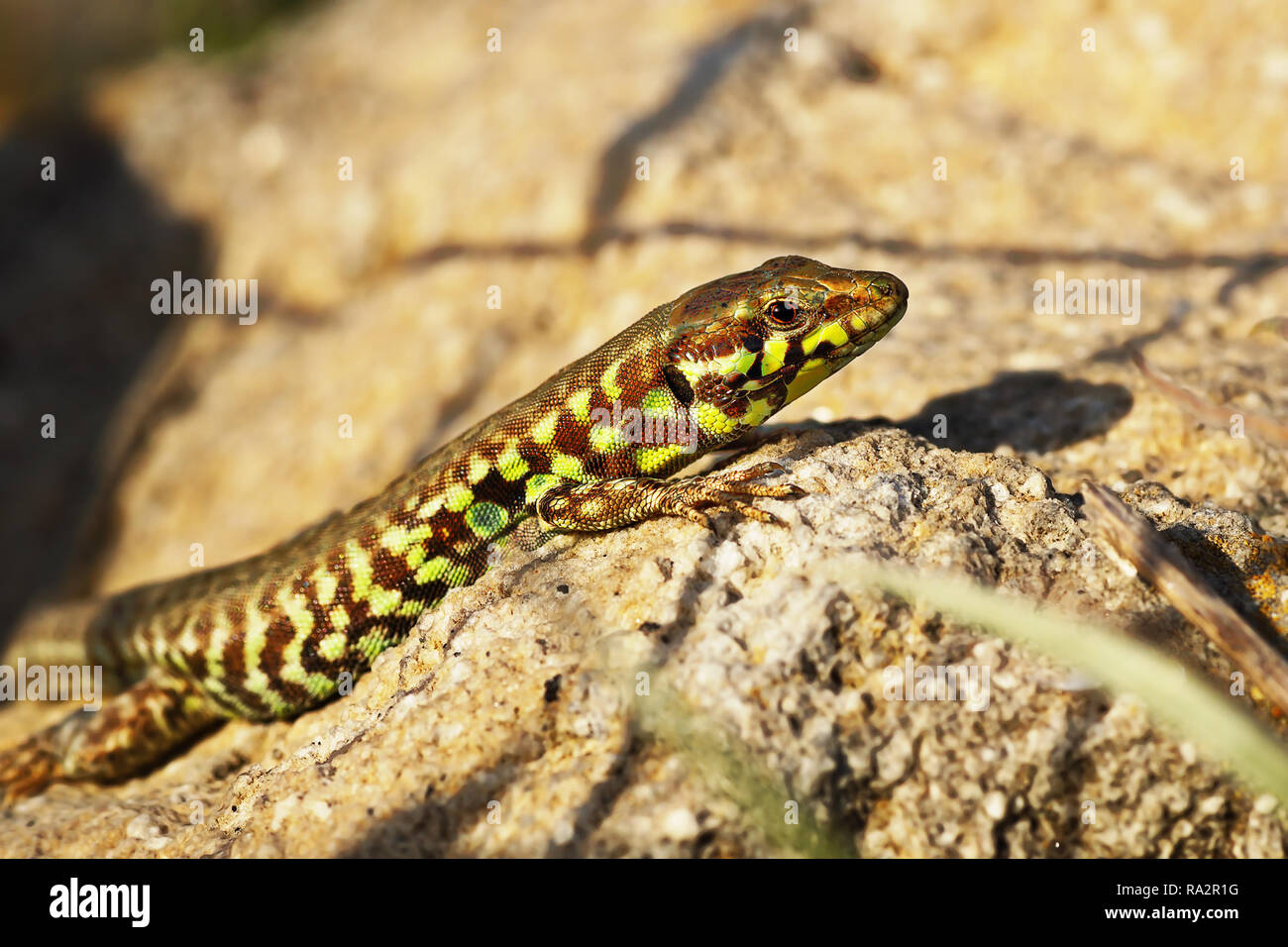 Milos wall lizard closeup, a very rare reptile prezent only on this greek island ( Podarcis milensis ); listed as endangered on IUCN red list Stock Photo