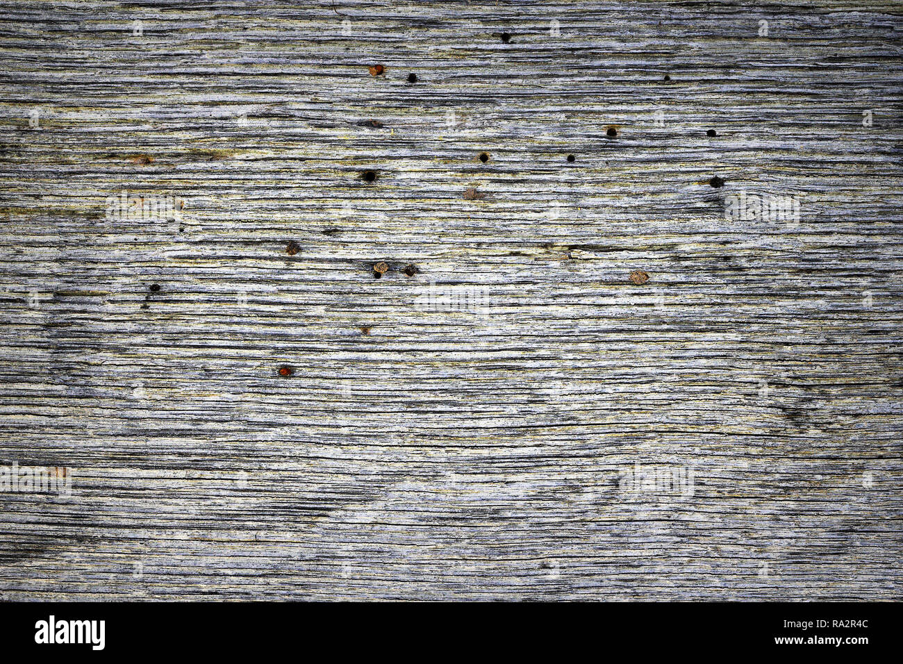 oak plank attacked by death watch beetle ( Xestobium rufovillosum ) Stock Photo