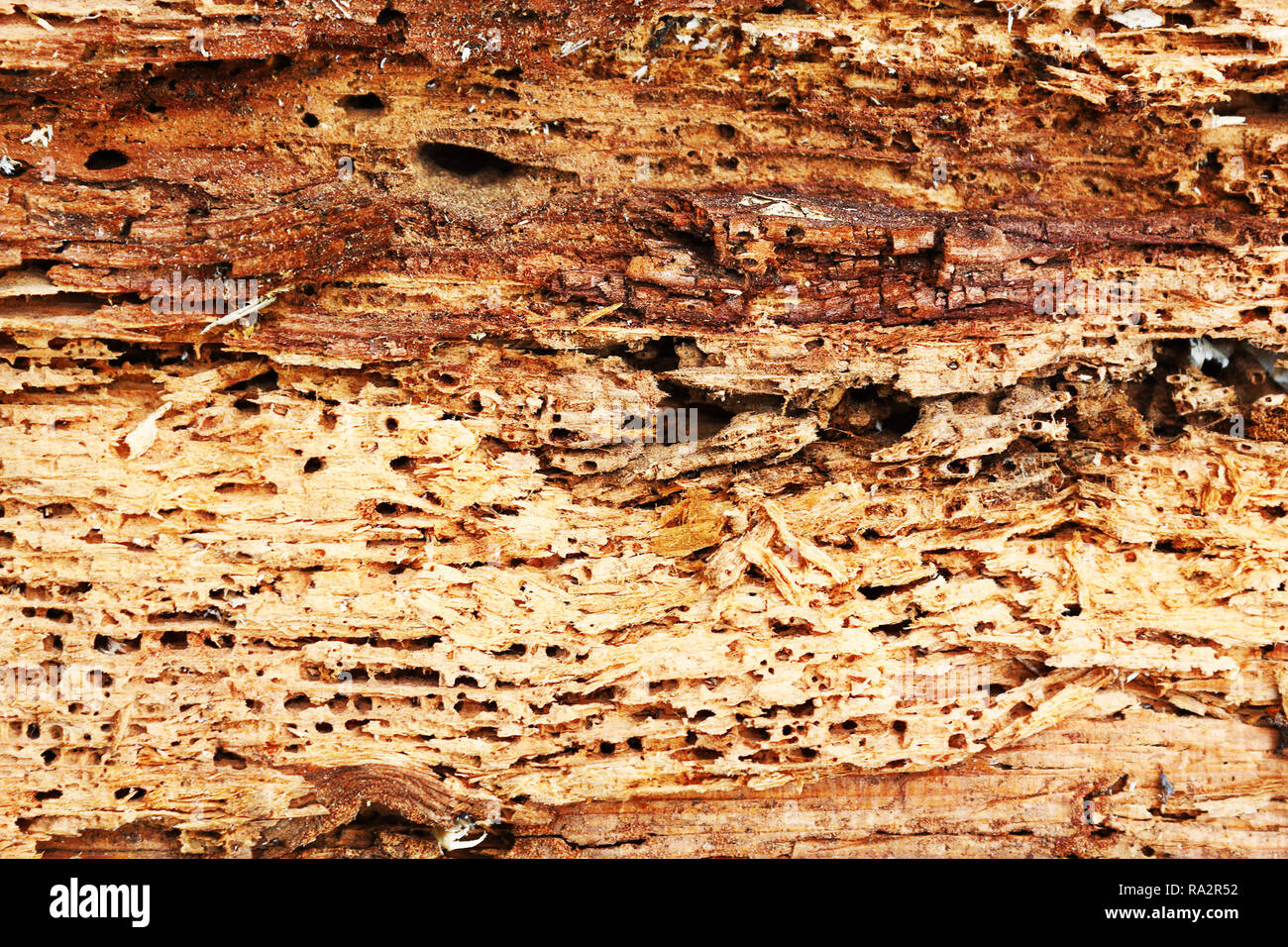 rough texture of wood destroyed by boring insects, Anobium punctatum or