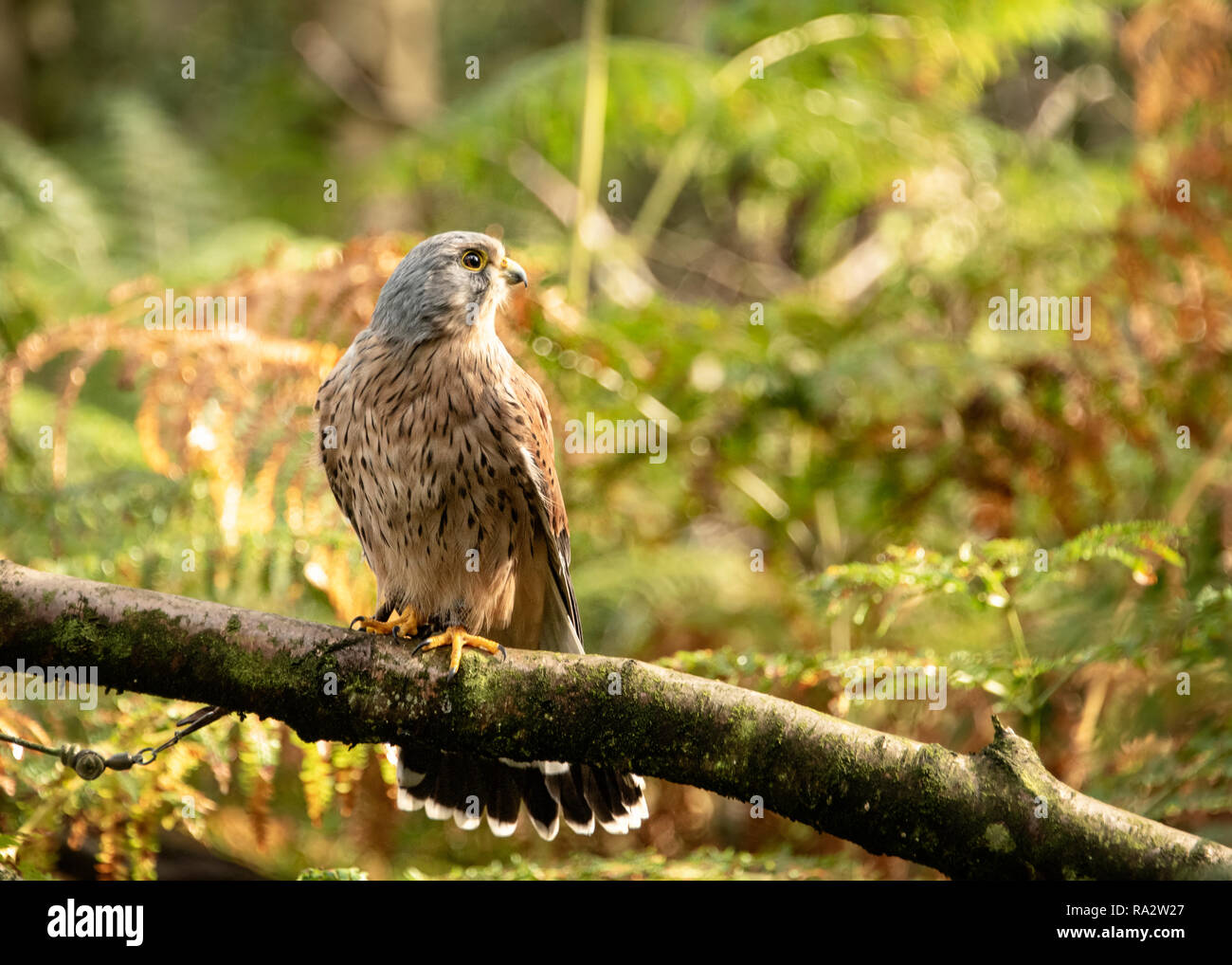 UK, Sherwood Forrest, Nottinghamshire Birds of Prey Event