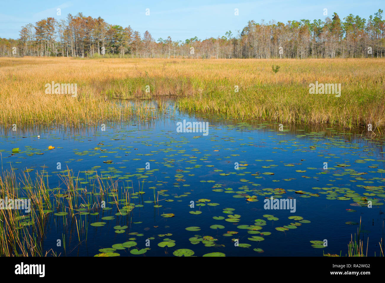 Wetland marsh along Cypress Boardwalk, Grassy Waters Preserve, West