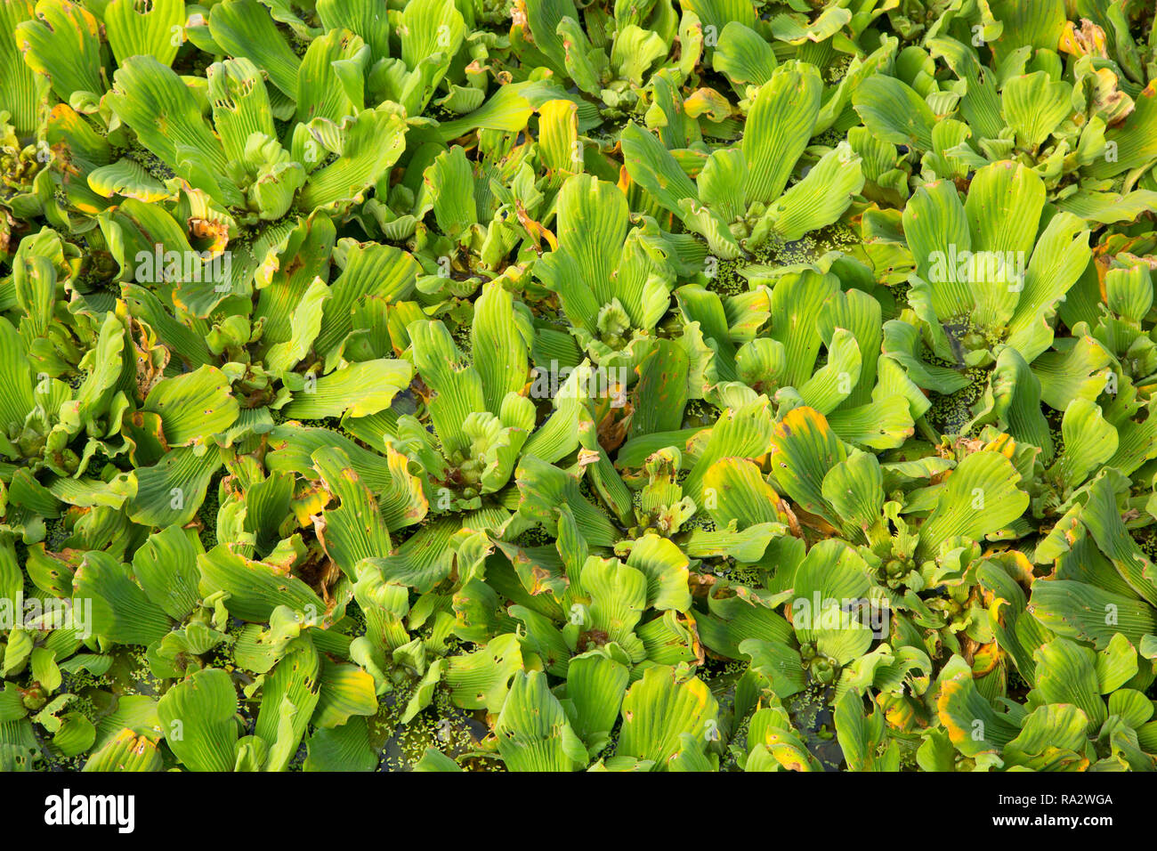 Water-lettuce (Pistia stratiotes) along SWA Trails, Grassy Waters Preserve, West Palm Beach, Florida Stock Photo