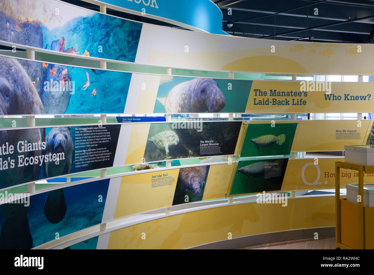 Manatee lagoon discovery center hi-res stock photography and images - Alamy