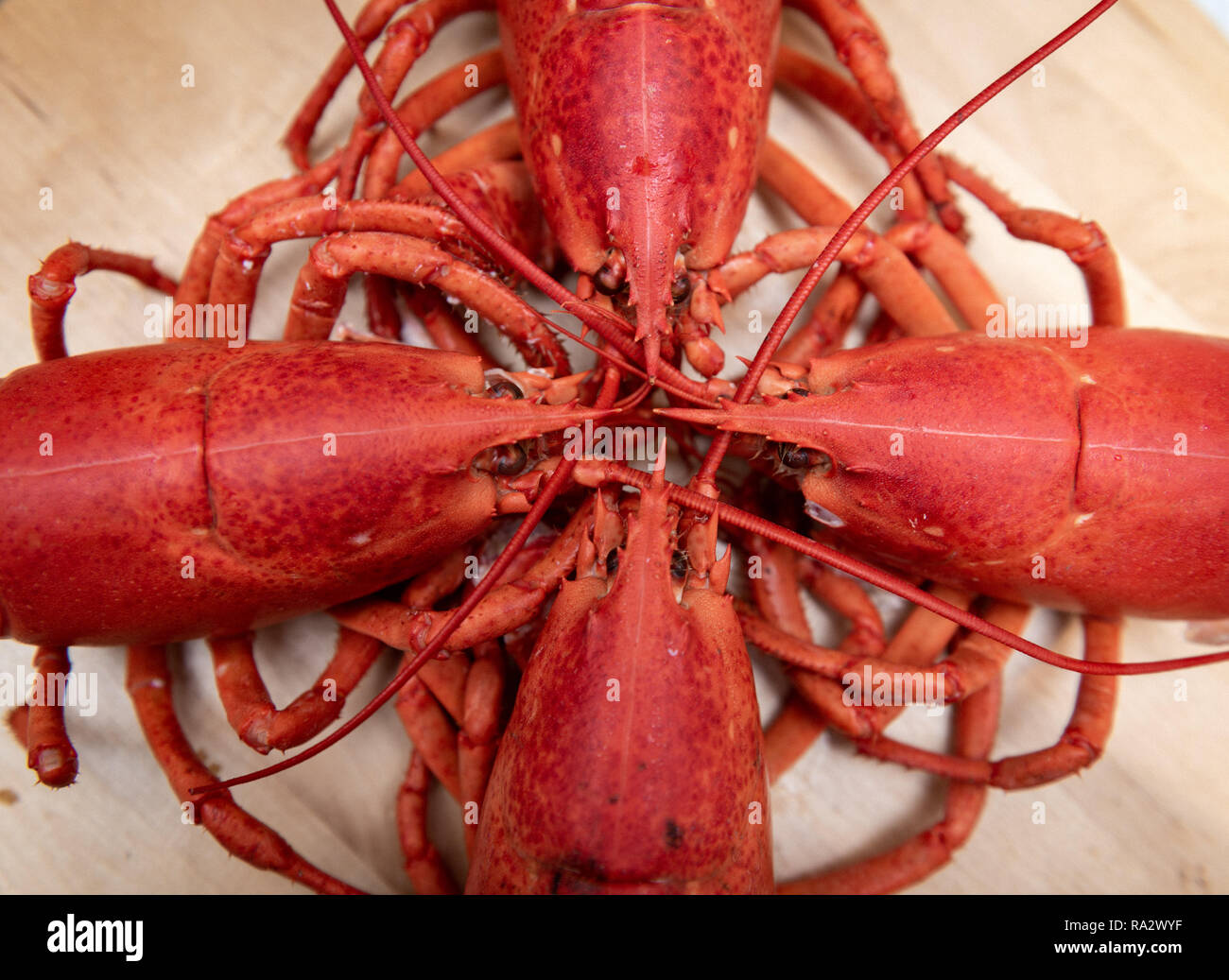 East Coast Lobster ready for dinner Stock Photo Alamy