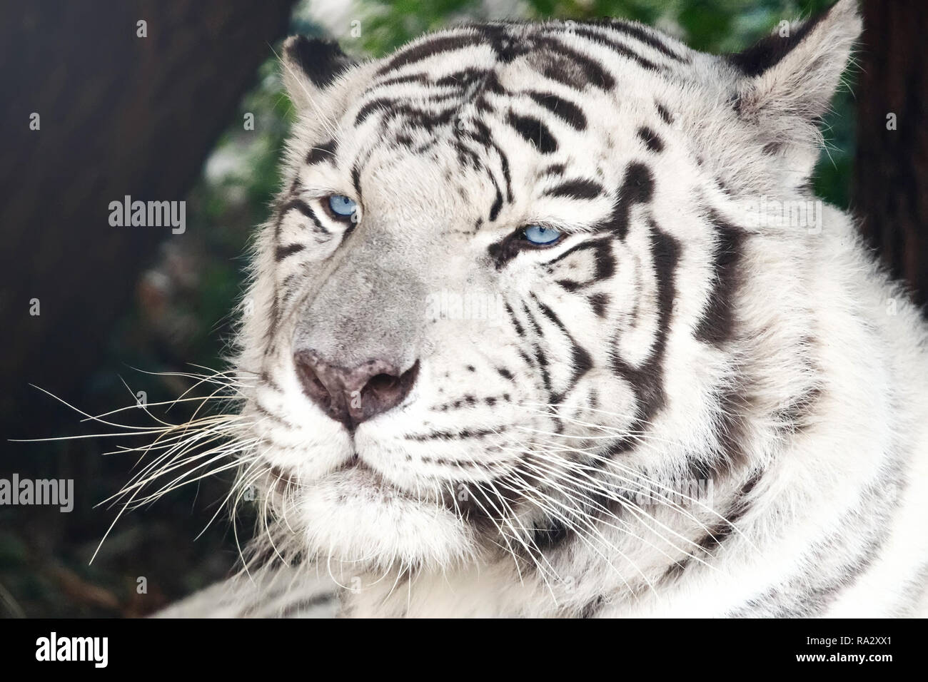 Bengal White Tiger Close Up (Panthera tigris tigris Stock Photo Alamy
