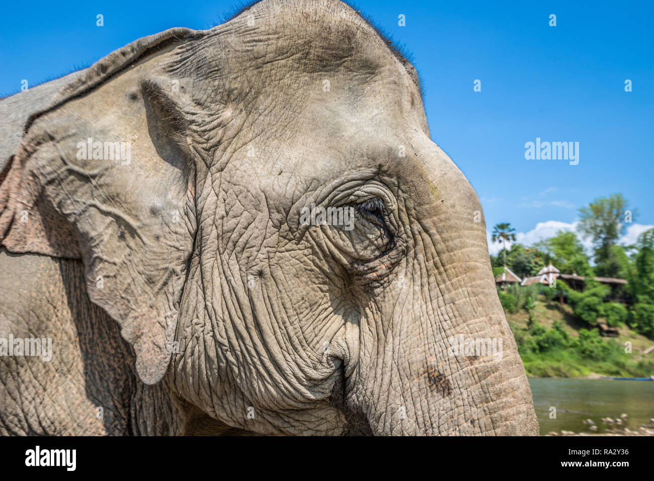 Elephant in Laos Stock Photo