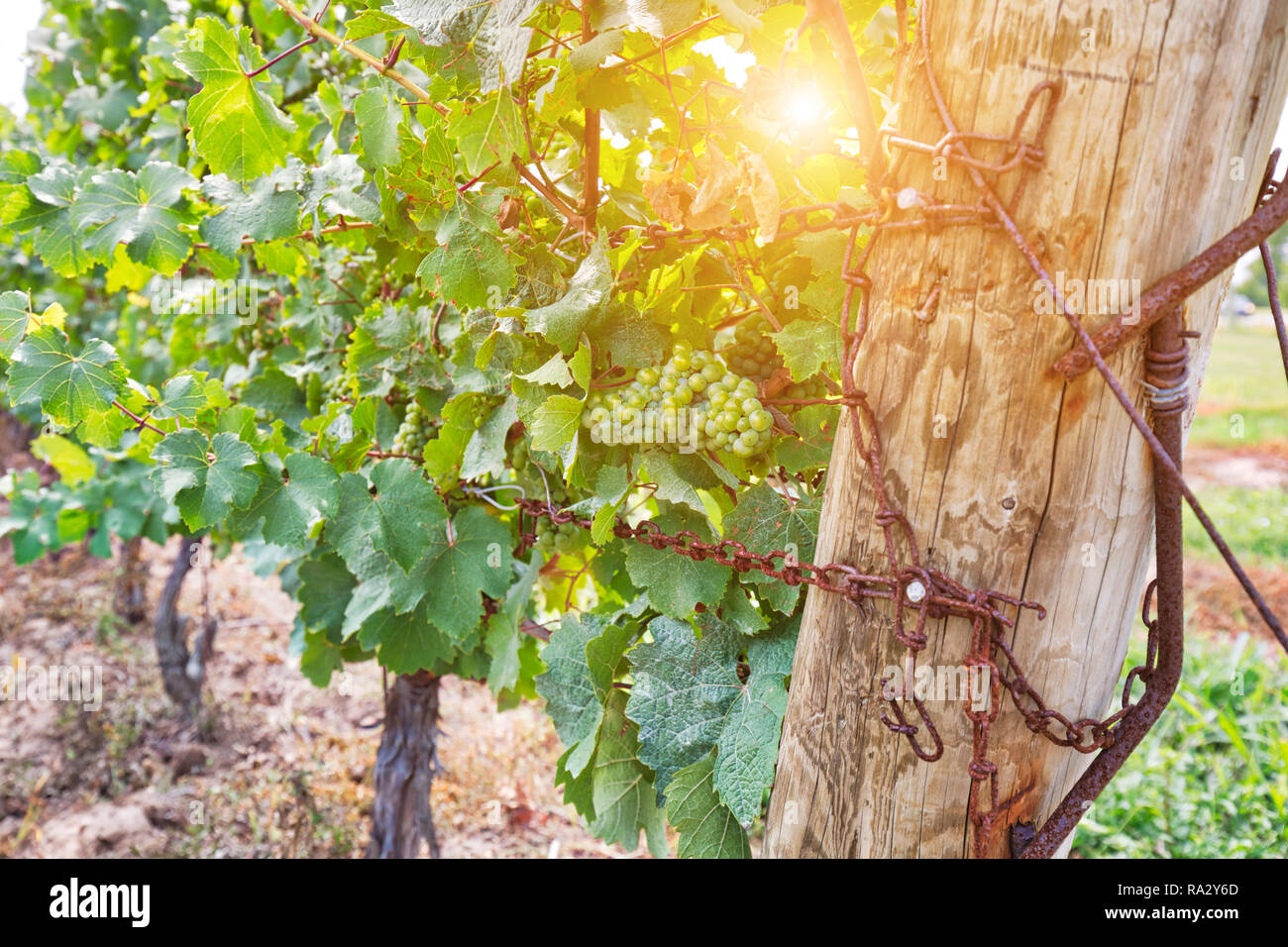 Niagara on the Lake, famous wineries and grape fields Stock Photo