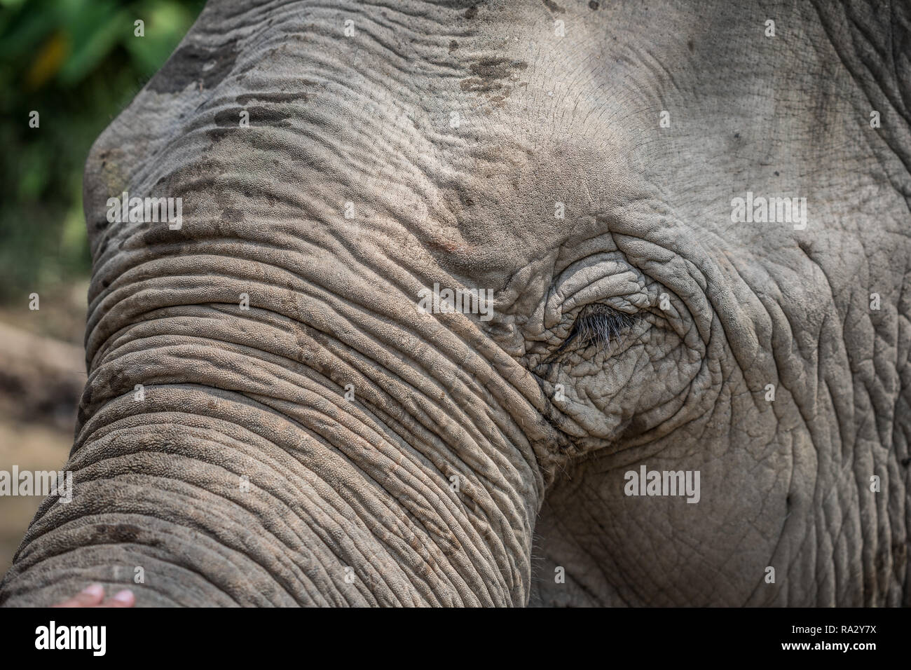 Eyes of Asian Elephant Stock Photo