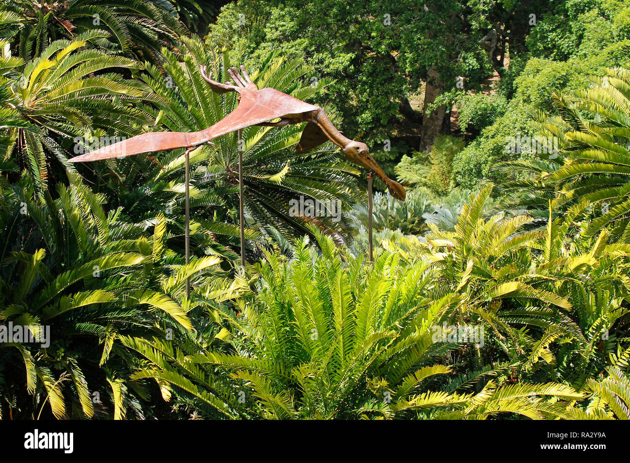 A small portion of the cycad amphitheatre in Kirstenbosch National Botanical Garden in Cape Town