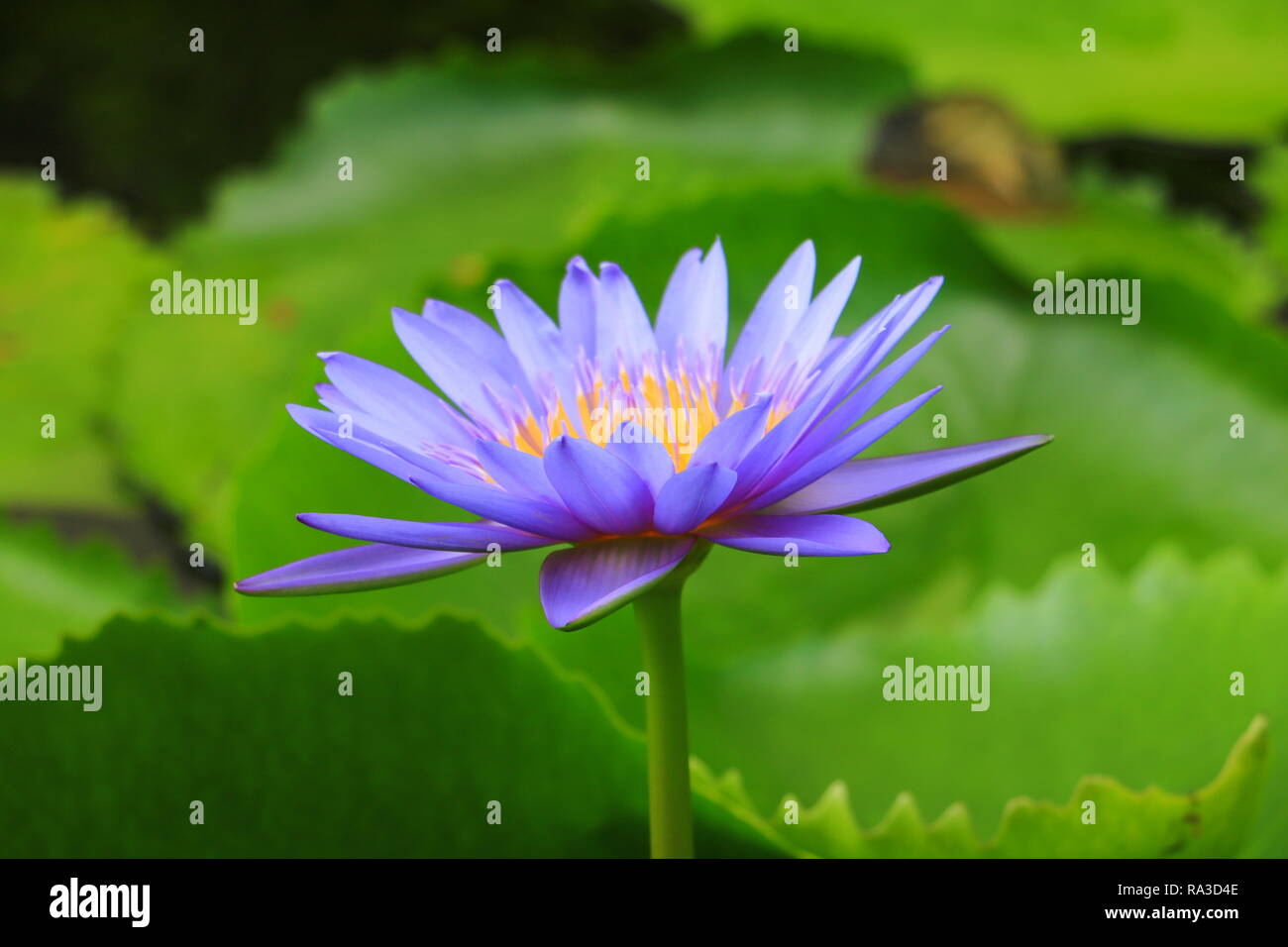 lotus flower or water lilly purple beautiful in nature Stock Photo - Alamy