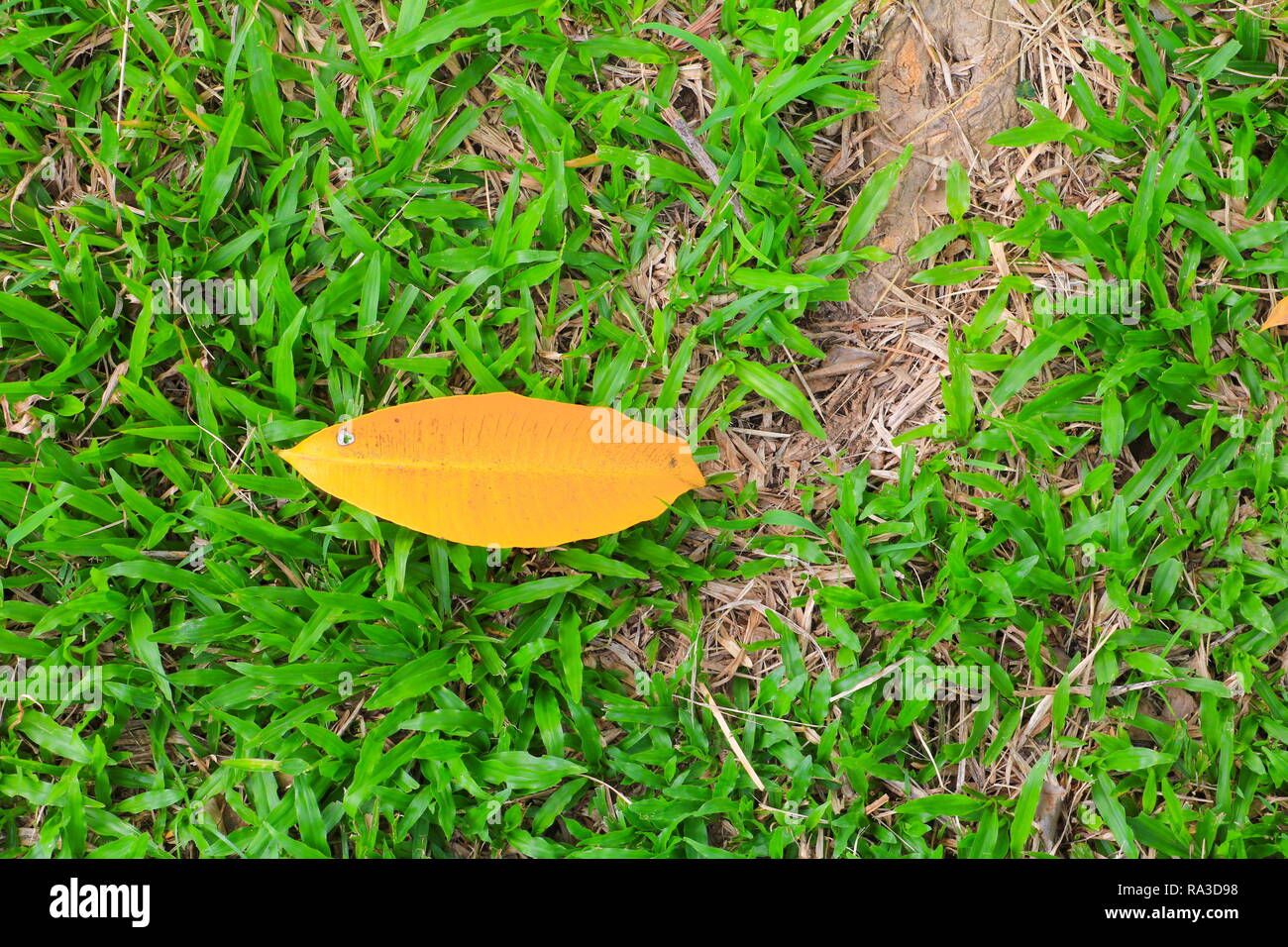 yellow leaf on green grass background Stock Photo - Alamy