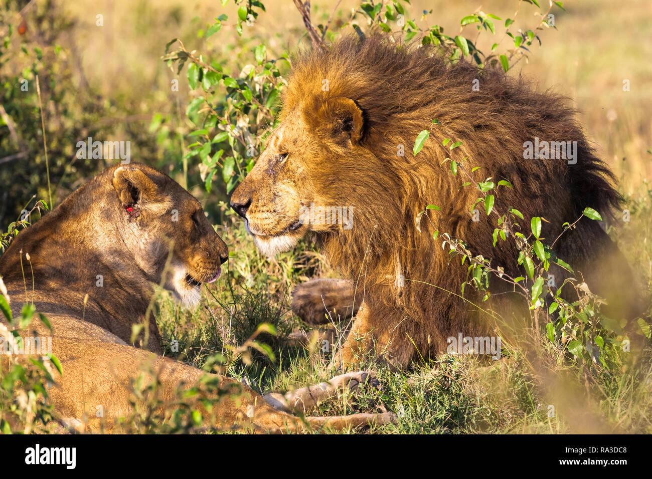 Loving couple. Lions in the savannah. Masai Mara, Kenya Stock Photo - Alamy