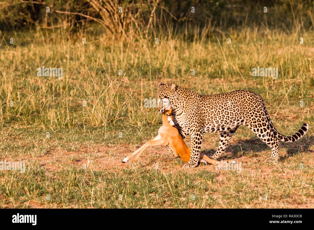 Hunters of savanna. Leopard. Kenya, Africa Stock Photo Alamy