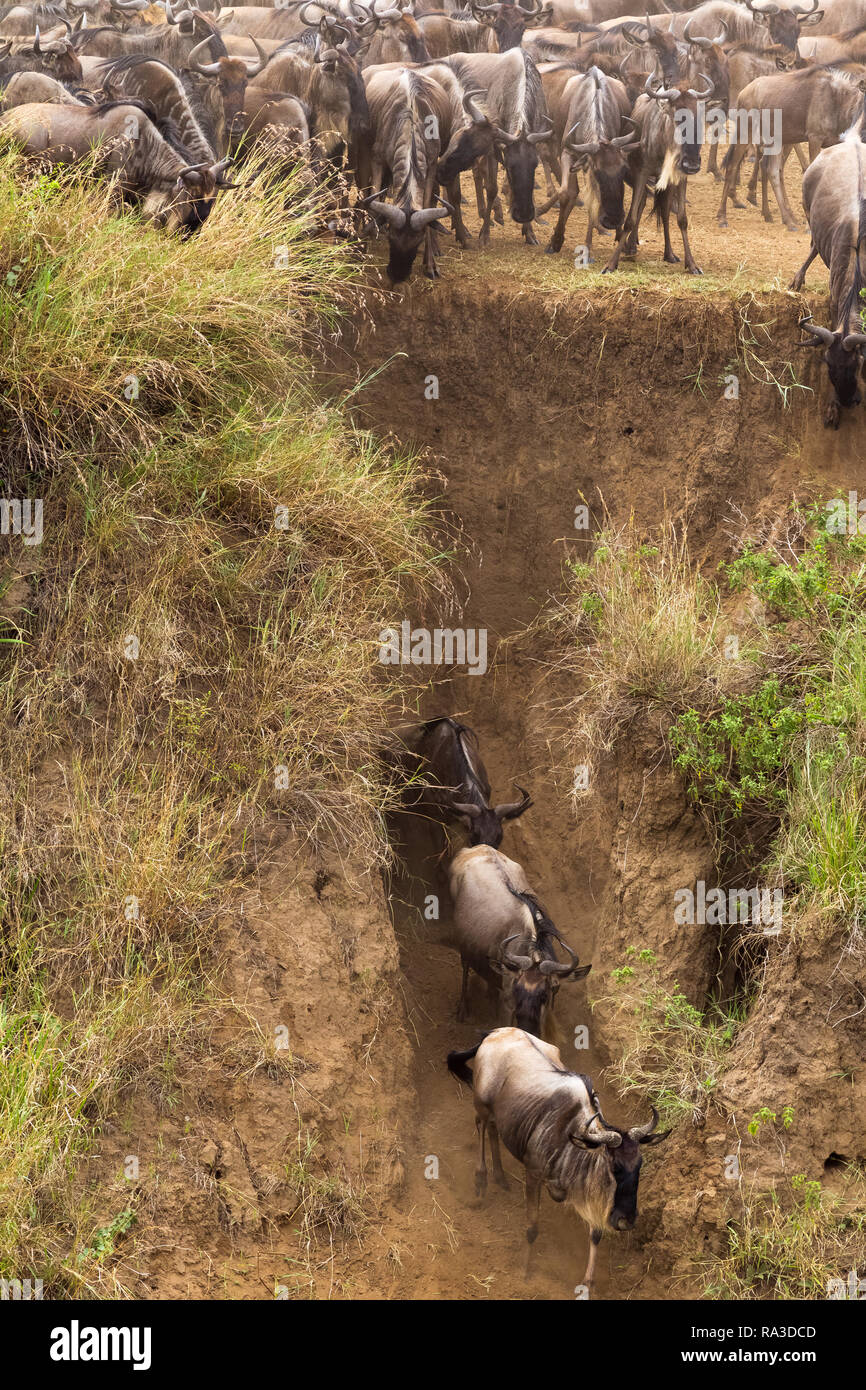 The great migration. Bank of the Mara river. Kenya, Africa Stock Photo