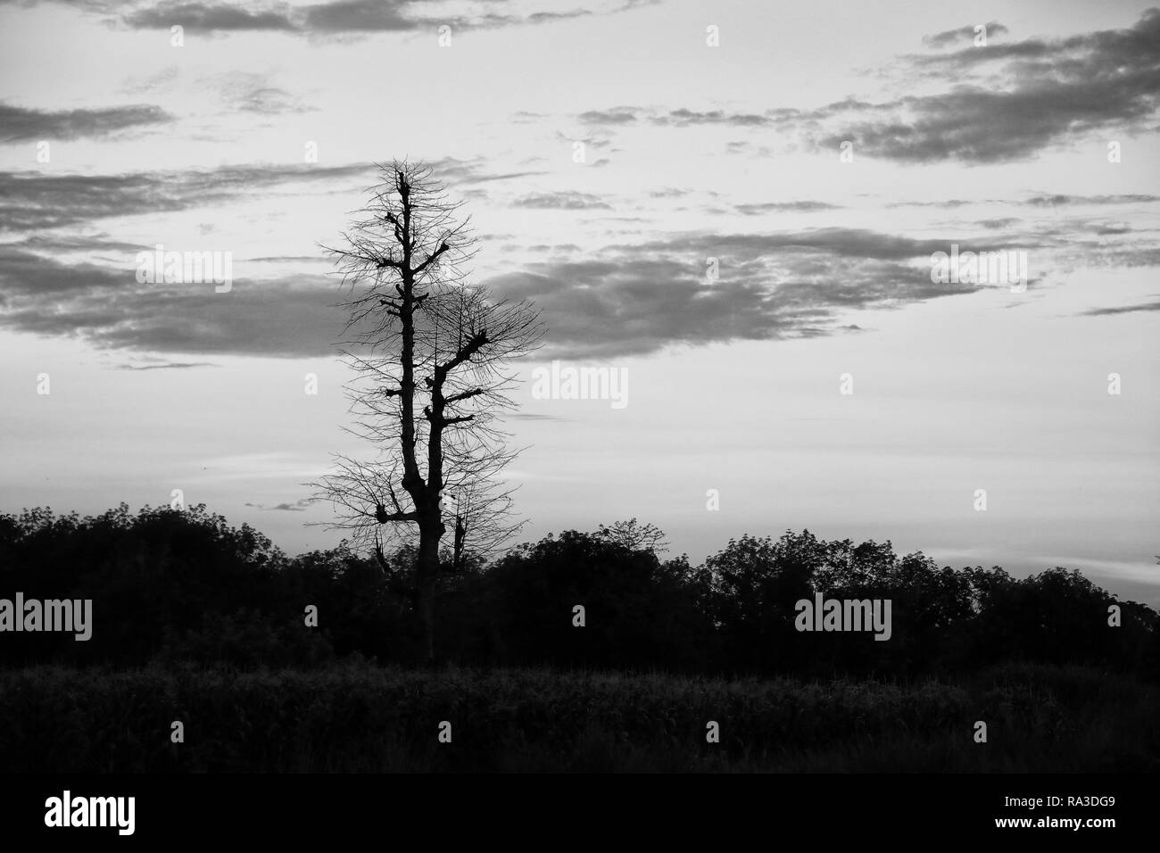 black and white dry tree silhouettes in the forest sky Stock Photo - Alamy