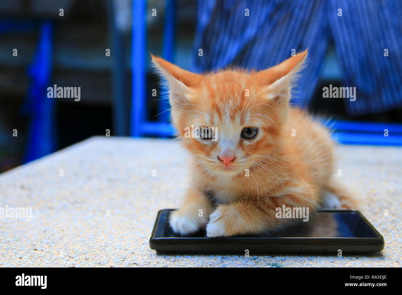 cat paw of kitten orange-red small on cell phone Select focus with shallow  depth of field Stock Photo - Alamy