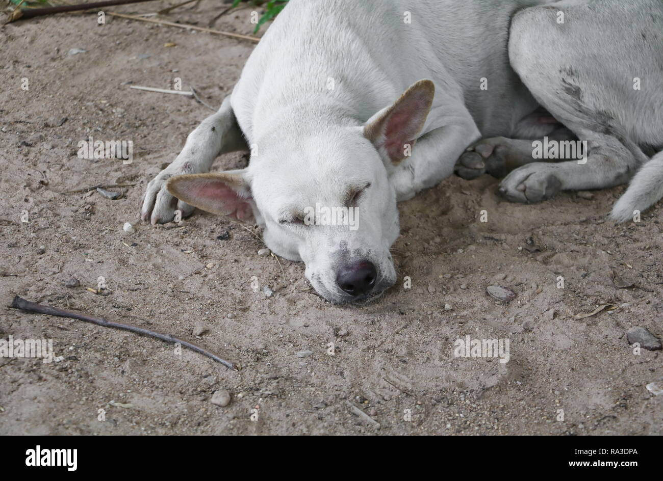 Page 2 - Vagabond Dog High Resolution Stock Photography and Images - Alamy