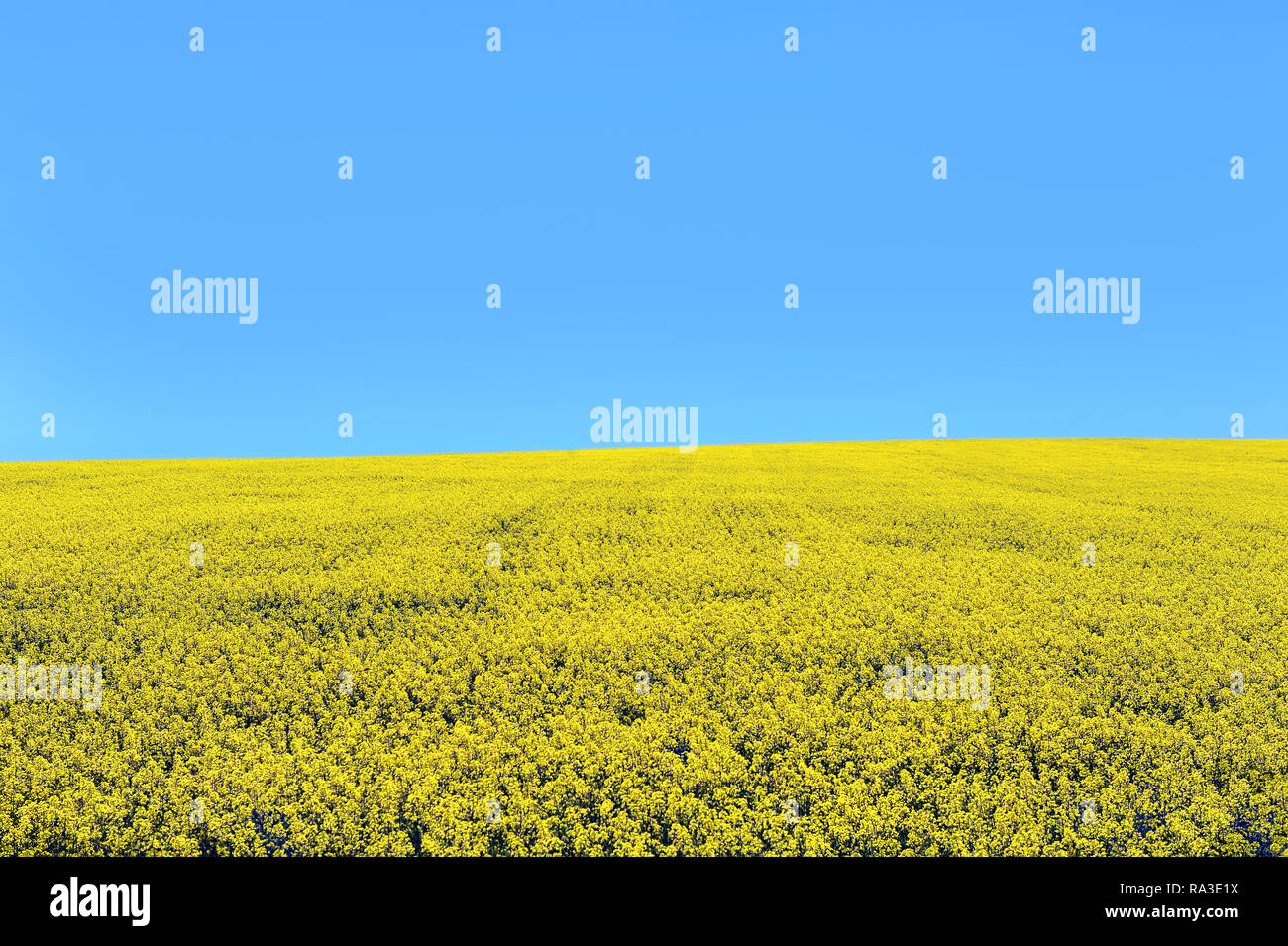 Canadian oil low acid hires stock photography and images Alamy