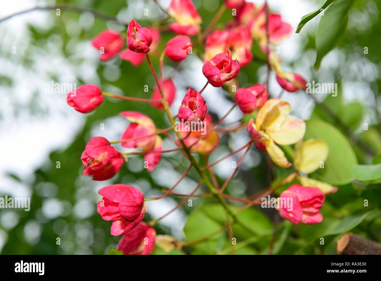 Tropical plant with big red flowers hi-res stock photography and images ...