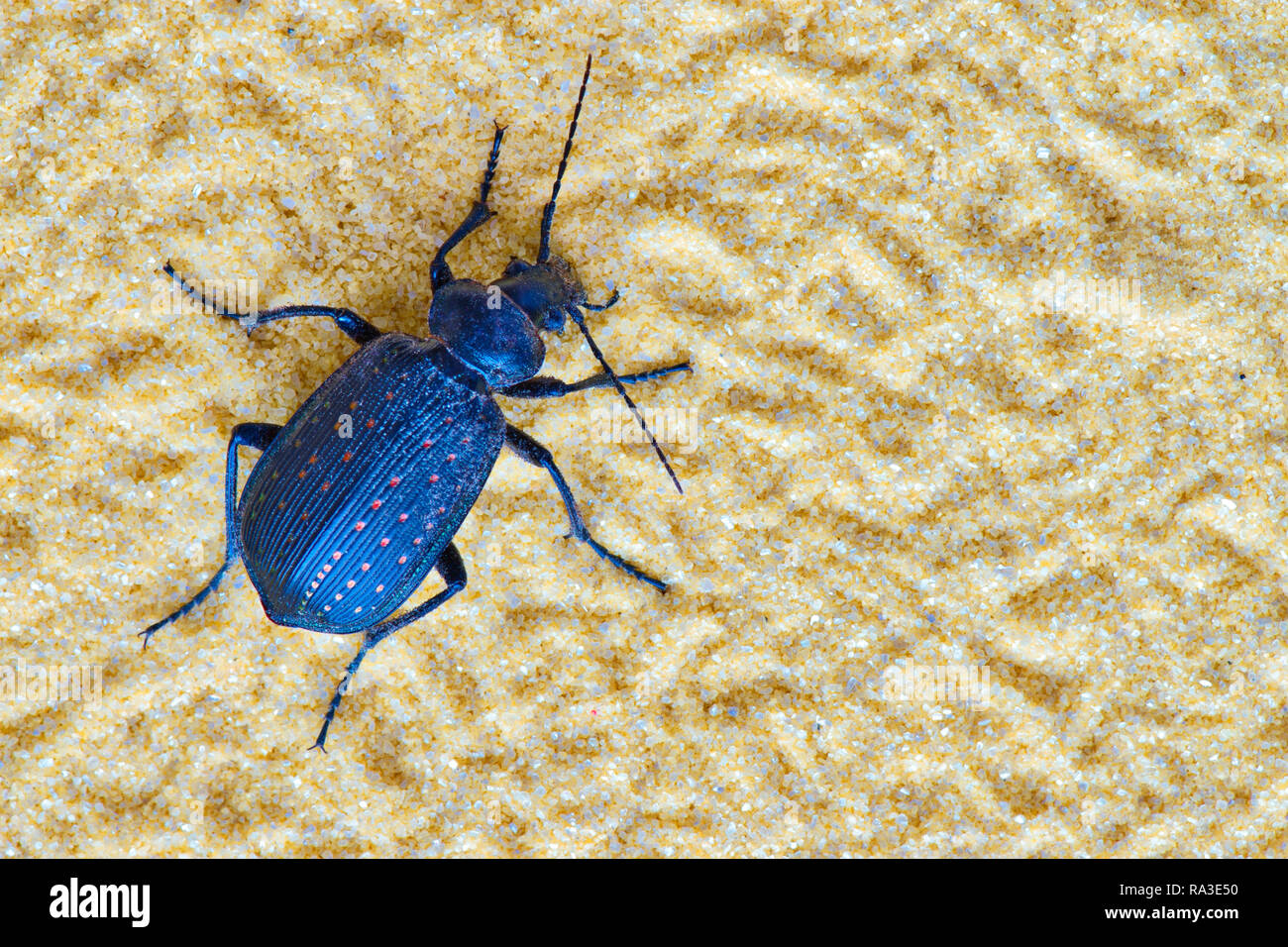 A black Fiery Hunter Beetle (Callisthenes calidus) isolated in light colored brown sand. Stock Photo