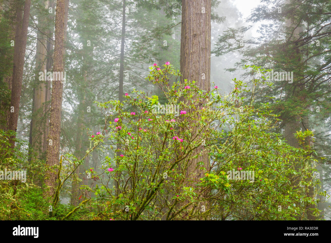 Redwoods and rhododendrons in the fog Stock Photo