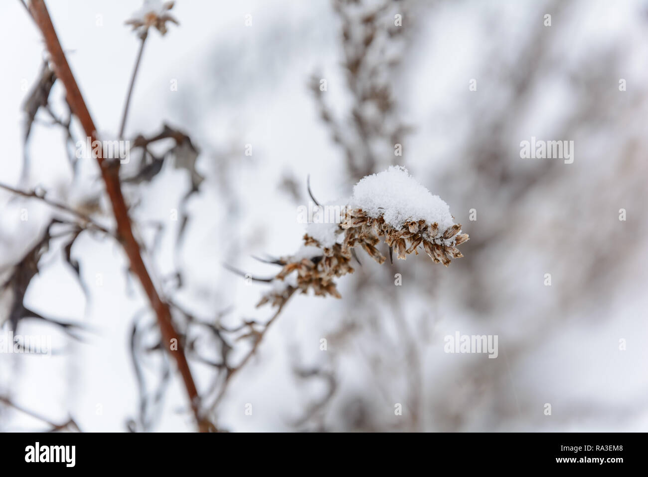 Dried plant in snow in winter Stock Photo