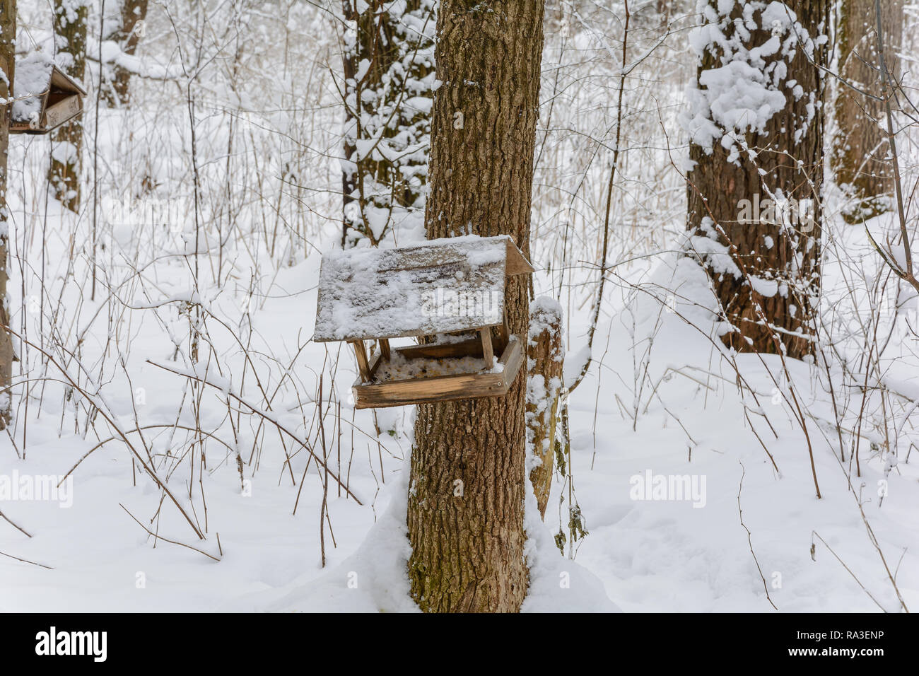 Bird feeder in winter forest Stock Photo