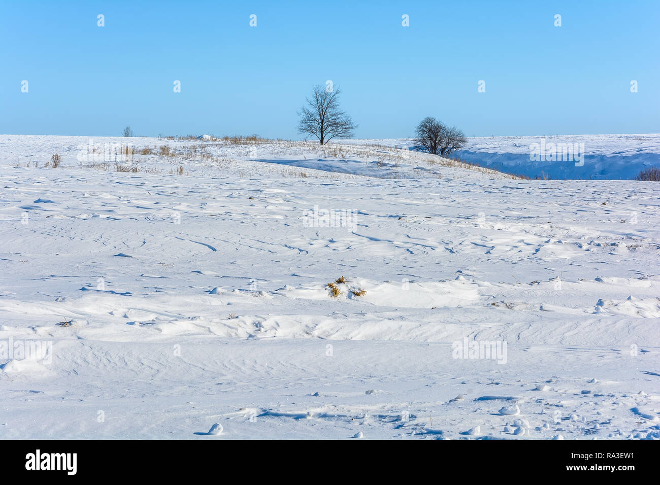A lonely tree in a snowy field in winter Stock Photo - Alamy